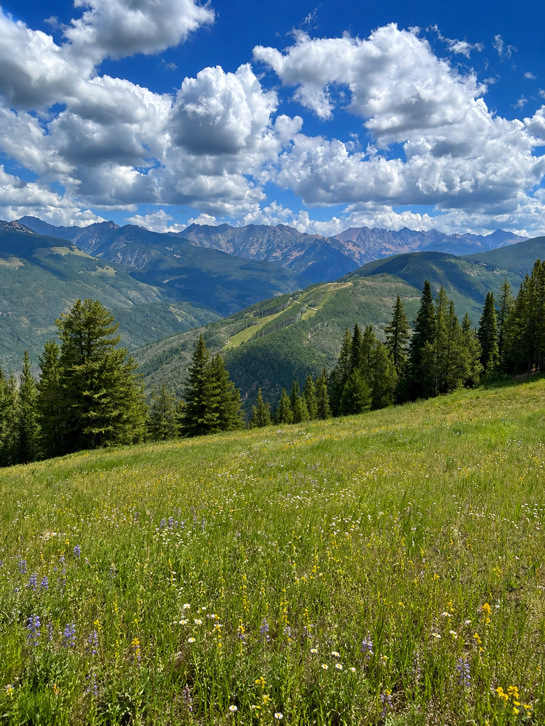 Alpine wildflower meadow overlooking pine forest and mountain ranges